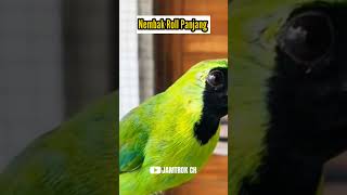 Download lagu NEMBAK CUCAK IJO ROLL PANJANG !!! mp3 Download lagu NEMBAK CUCAK IJO ROLL PANJANG !!! mp3