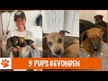 Puppy's gedumpt langs de weg ! | DierenpraatTV