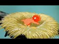 Kartun Anak Anak Cerita Si Anak Burung Pluto Pluto 39 Fledgling