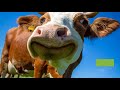 All I Need To Know About Life I Learned From A Cow