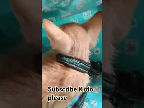 funny cat #golden #goldencat #kitten #billi #animals #cat #funny #viralvideo