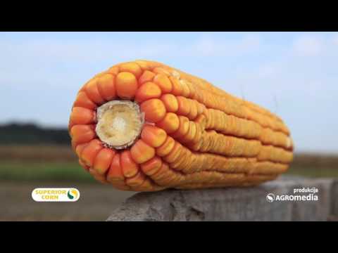 LK hibridi kukuruza – jer svaki dobro rađa 445