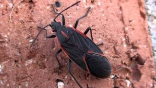 Boxelder Bug (Rhopalidae: Boisea trivittata) on Wall