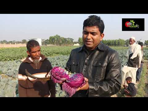 রঙ্গিন বাধাকপি: Red/Purple cabbage চাষ বাংলাদেশে- এন্টিওক্সিডেন্টে ভরপুর