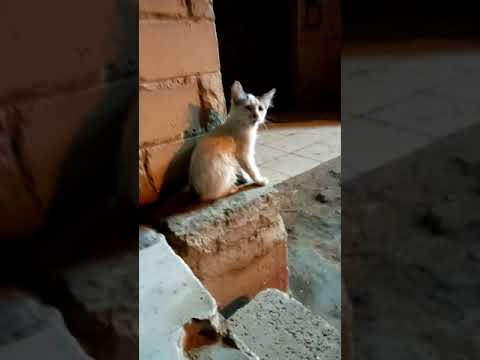 We buy some broasted and weeet some friend of nisreen