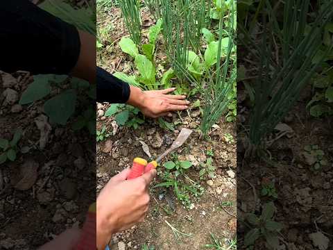 #shorts #agriculture #farming2024 #satisfying #machine #shot #tools  #EliteShortsUnleashed #6315