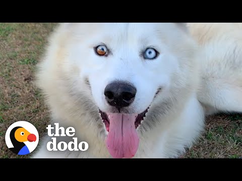 Woman Rushes To Rescue An "Aggressive" Husky With An Hour Left To Live | The Dodo Foster Diaries