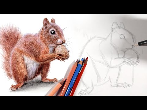 Sketch A Squirrel With Me In Real Time Drawing Tutorial