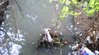 Parque Ecológico do Cocó - Chico Buarque - SOBRE TODAS AS COISAS - Chico Buarque-Edu Lobo