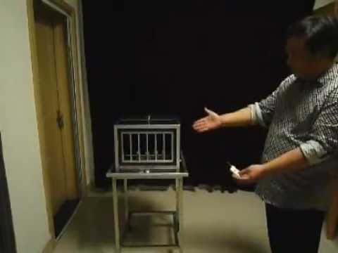 Automatic Doves to Cockatoo/Dog - Remote Control