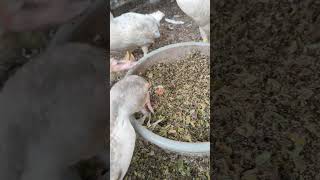 Download lagu FEED 3 X A DAY FOR ENLARGEMENT #muscovy ducks mp3 Download lagu FEED 3 X A DAY FOR ENLARGEMENT #muscovy ducks mp3
