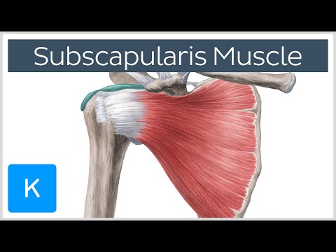 Subscapularis Muscle - Origin, Insertion, Innervation & Action - Human Anatomy | Kenhub Video