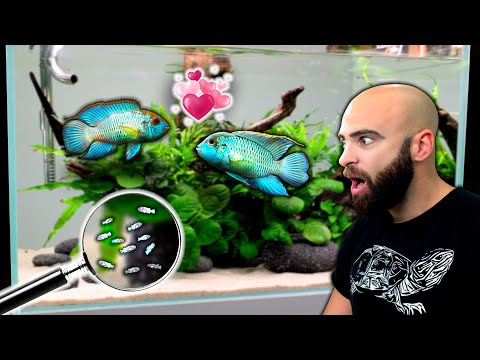 BREEDING 100'S OF ELECTRIC BLUE ACARA BABIES | FULL TANK BUILD