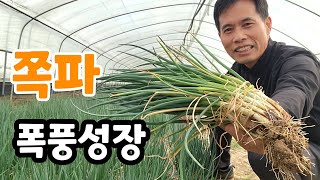 쪽파 이것 주있더니 폭풍 성장!  쪽파 굵고 크게 키우는법 추비 주는 시기
