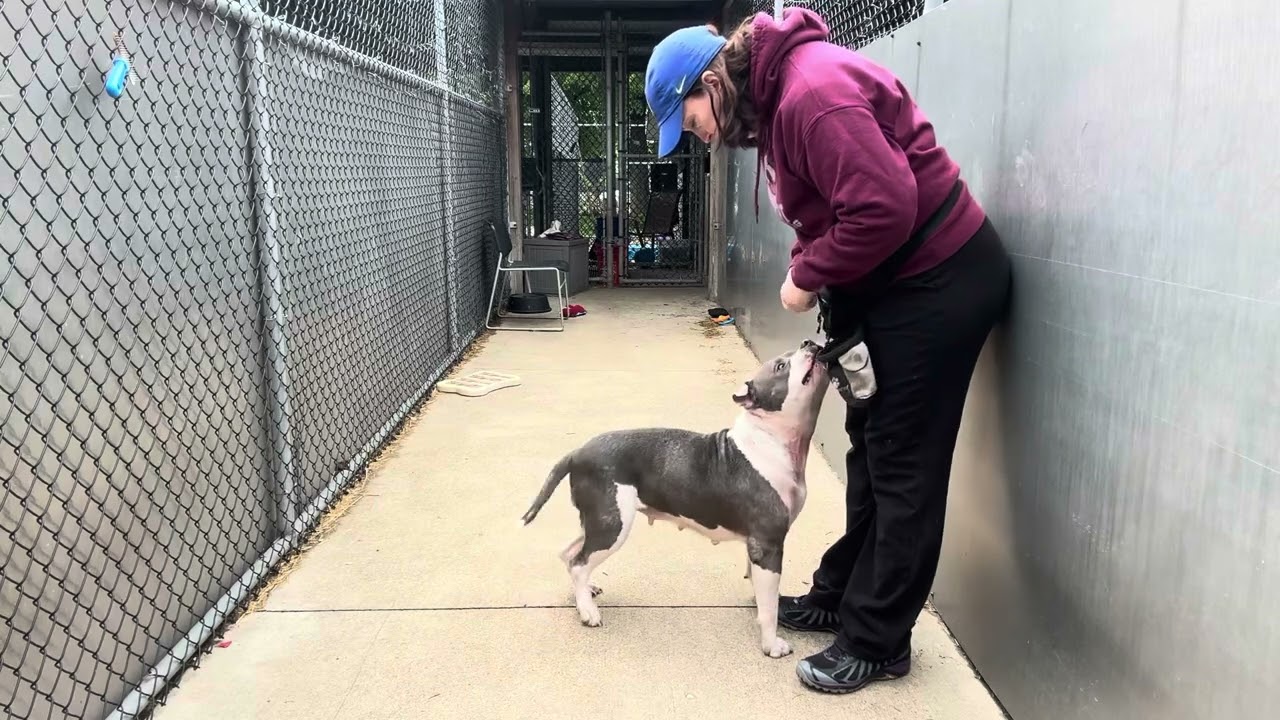 Enlarge Coachella, a ADOPTABLE Pit Bull Terrier in Chicago, IL video 5/5