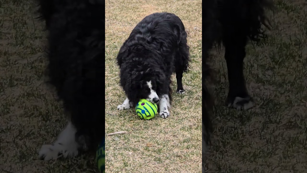 Trinket (Adopt or Foster-to-Adopt), a Adoptable Australian Shepherd in Minneapolis, MN video 6/6