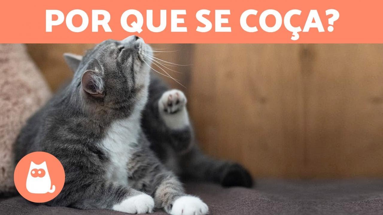 Meu GATO COÇA MUITO A ORELHA 🐱 (Causas e soluções)