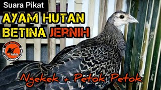 Download lagu SUARA AYAM HUTAN HIJAU BETINA || Satu jam Petok Petok, Buktikan sendiri.‼️ mp3 Download lagu SUARA AYAM HUTAN HIJAU BETINA || Satu jam Petok Petok, Buktikan sendiri.‼️ mp3