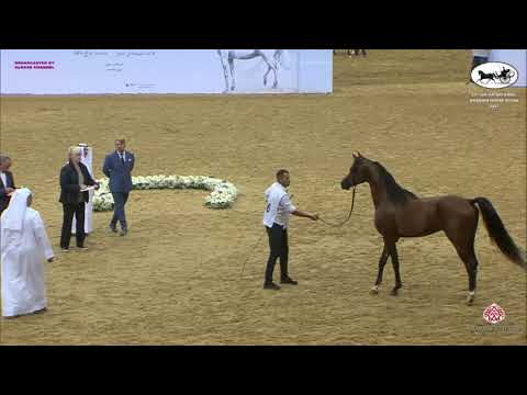 N 386 HANIF AL SHAQAB   Qatar National Arabian Horse Championship 2021   Stallions 7 10 Years Old Cl