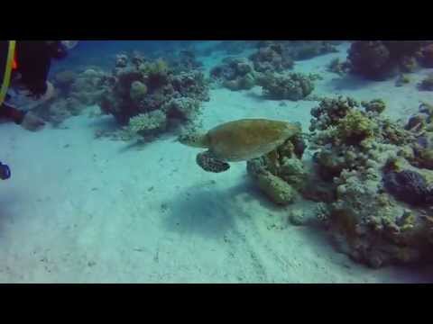 Diving in Marsa Shagra, Egypt 2014 (GoPro)