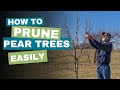 Prune a Pear Tree With These Easy Steps