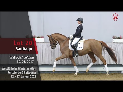 Winterauktion Reitpferde & Reitponys Lot 20 Santiago Wallach v. Sir Heinrich - Floresco