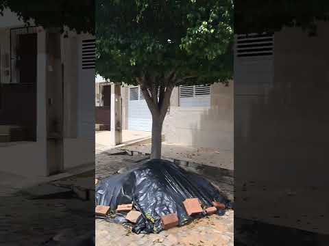 rua Apolônio de Sá Ferraz em floresta Pernambuco Brasil sertão