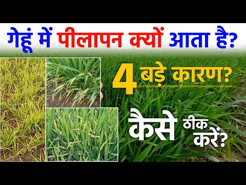 गेहूं में पीलापन आने की 4 कारण