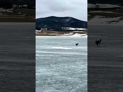 Howling Paws & Frozen Adventures