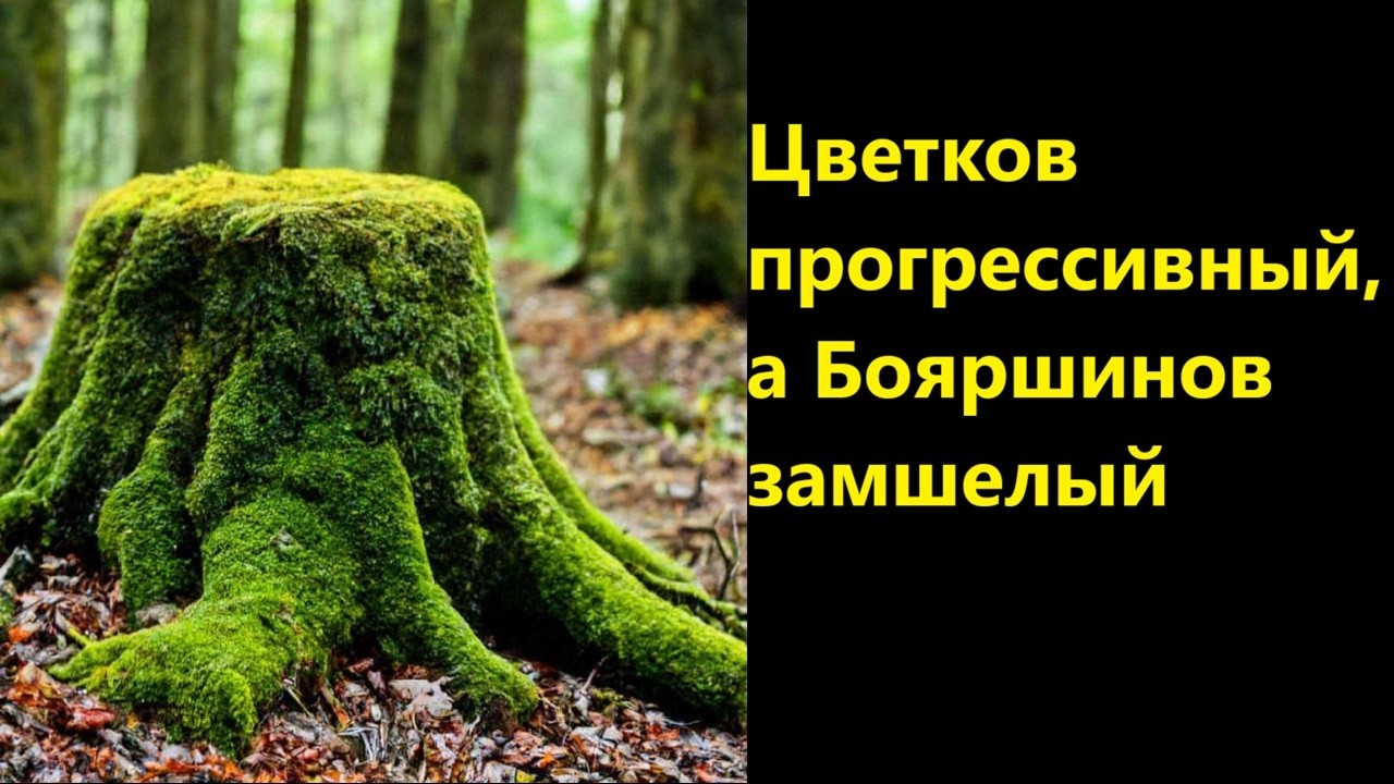 Цветков прогрессивный, а Бояршинов замшелый