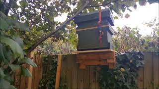 1st move of the new colony