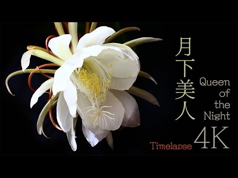月下美人タイムラプス A Queen of the Night Timelapse (4K)