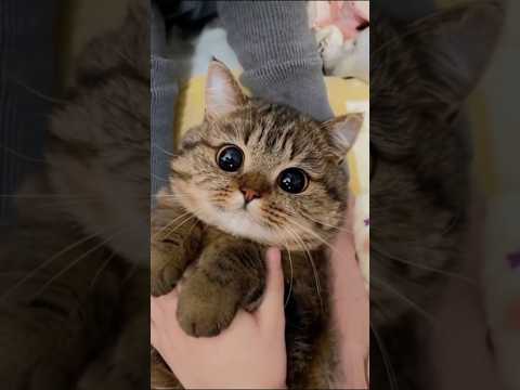 How Cats Really See Humans🐱👀