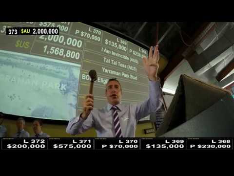 2018 Gold Coast Yearling Sale (Day 2) Lot 373 I Am Invincible-Tai Tai Tess colt