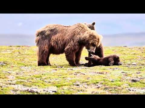 Alaska - Nature/ Bears