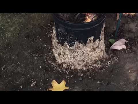 Hidden Yellow Jackets Pose Danger to Family in Maplewood, NJ