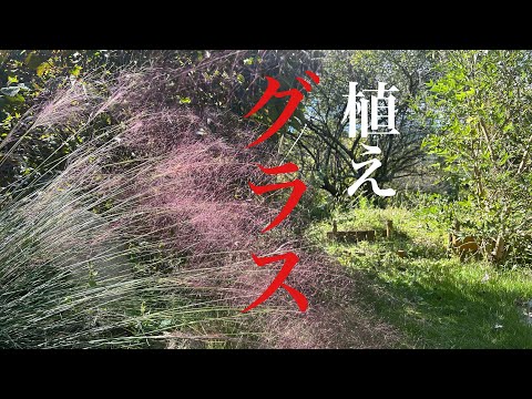 ペニセタム、羽毛毛草 植物