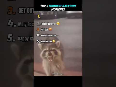 Top 5 Funniest Raccoon Moments💀