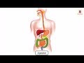 Digestion Process In Human Body Explained Through Animation Science Grade 4 Periwinkle