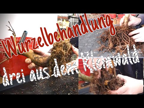 Wurzeln schneiden Pre-Bonsai 2023/17