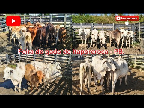 FEIRA DO GADO DE ITAPOROROCA - PB.✅ 01/06/2026✅