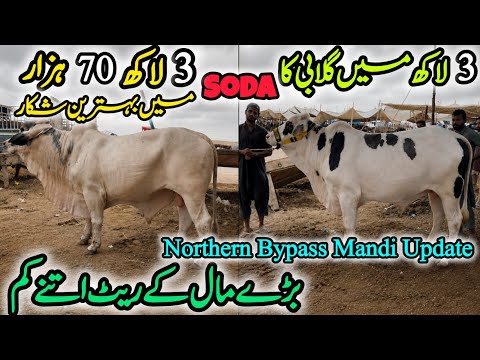Northern Bypass Mandi Ka Shikar Soda 🚨Cow Mandi 2026 Latest Update | #qurbani2026 #cow