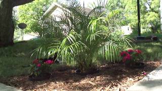 preview picture of video 'Pigmy Date Palm Tree and New Guinea Impatiens - Palm Trees in Minnesota'