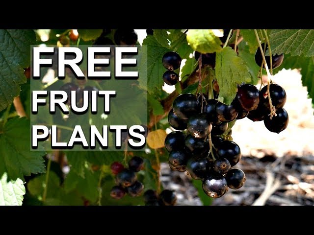 Video Pronunciation of currant in English