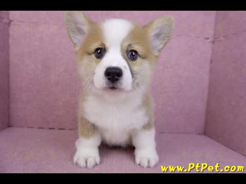 11/05雙色柯基犬公幼犬(台中北屯)