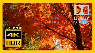 4k HDR Dolby Vision Demo 10bit - Autumn Colors of Nature
