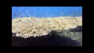 preview picture of video 'Korallen in KUBU, Bali'