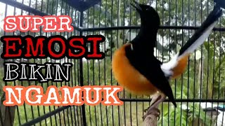 Download lagu Murai Borneo EMOSI | Bikin murai lain NGAMUK Seketika mp3