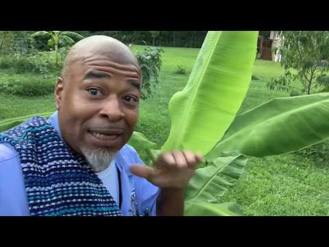 Training Banana 🍌 plant results