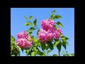 Slim Whitman - - -  Where the Lilacs Grows - -  - { Best Video }